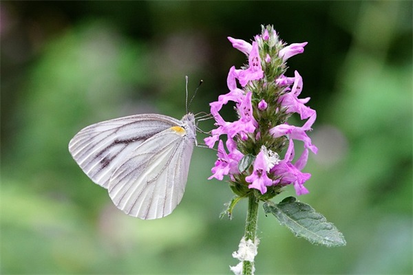 劳动节祝福语文案