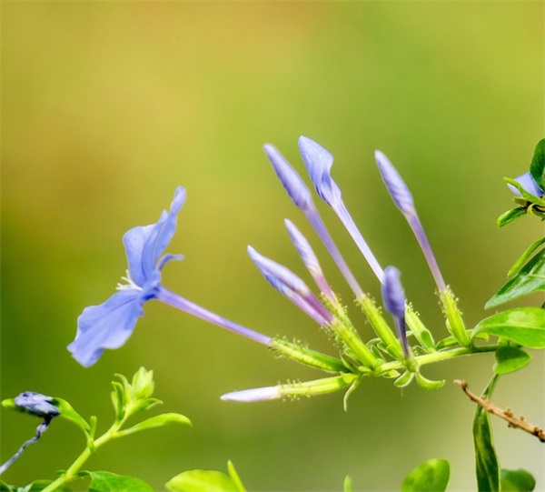 鼠年元宵节祝福语大全