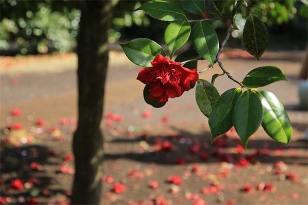 对结婚的人祝福语 对将要结婚的人的祝福语