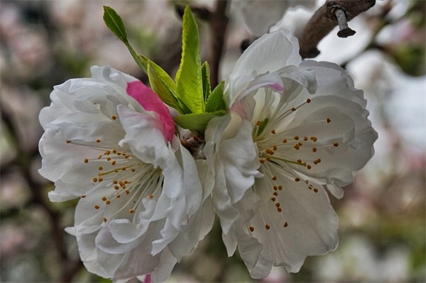 萌萌哒可爱的微信昵称(优选351个)