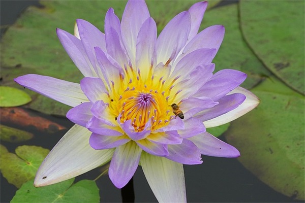 带木字的吃鸡网名