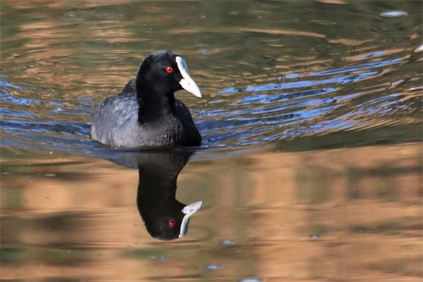 2026新年祝福语 同事 鸡年新年经典祝福语