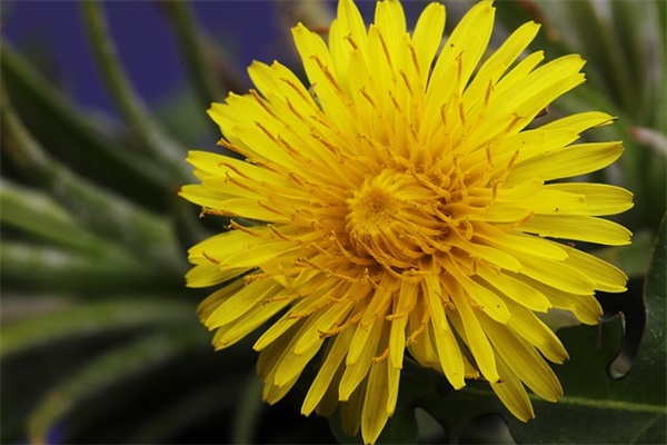 儿子十岁生日快乐祝福语36句