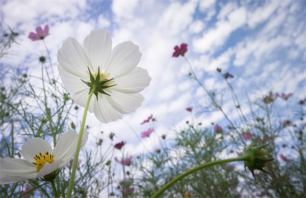 亲戚的结婚祝福语 亲人结婚祝福语