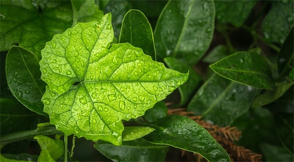 欢庆国庆佳节的祝福语