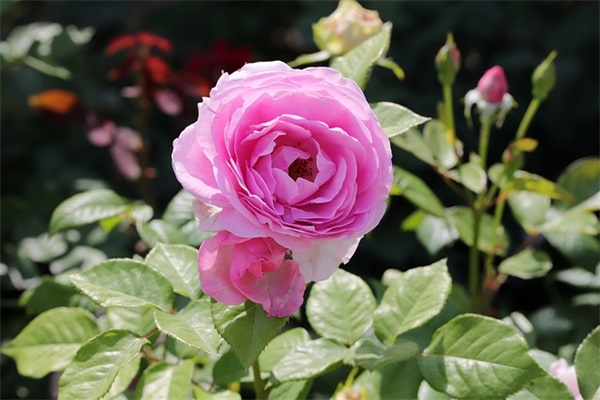 闺密结婚祝福语简短 骚气结婚祝福语