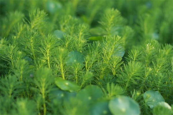 对高三学生的祝福语