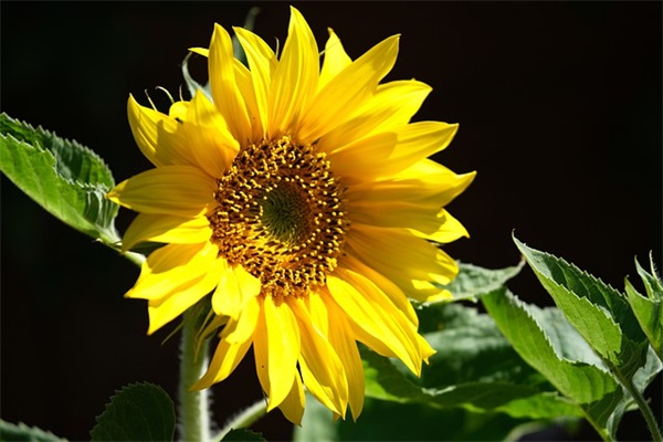 同事生日祝福语