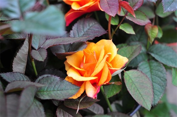 姐姐生日贺卡祝福语简短 贺卡祝福语简短