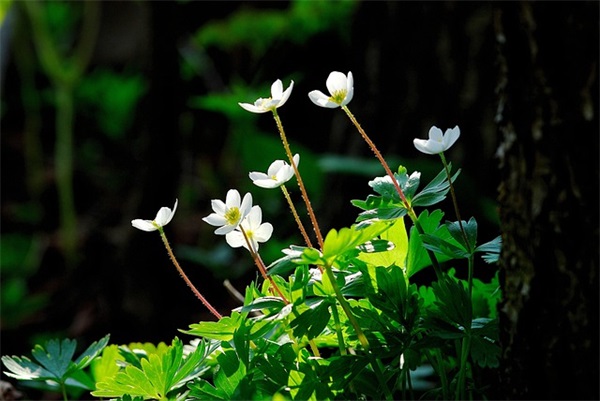 客户开业祝福语 开业祝福语简短