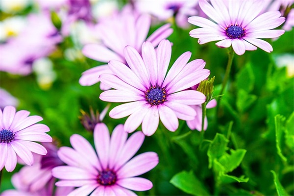 关于高考祝福语的句子 【关于高考祝福语的句子唯美】