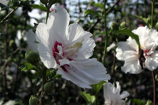 同事辞职的祝福语八字 【100句精选】