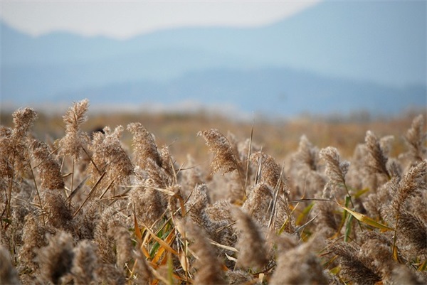 2026结婚祝福语大全简短-100句