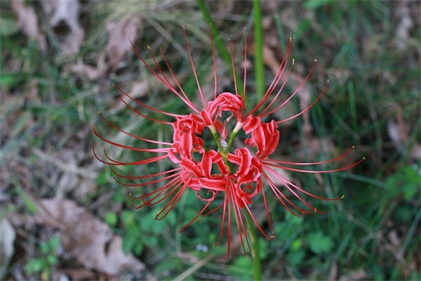 新生宝宝祝福语简短 新生宝宝祝福语简短一句话