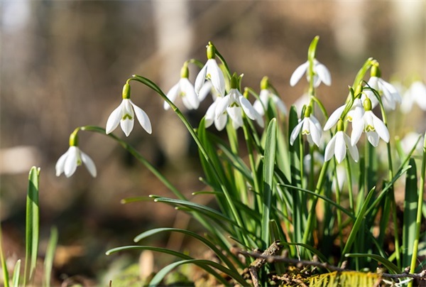 恭喜人结婚祝福语 恭喜新人的结婚祝福语(精选77句)