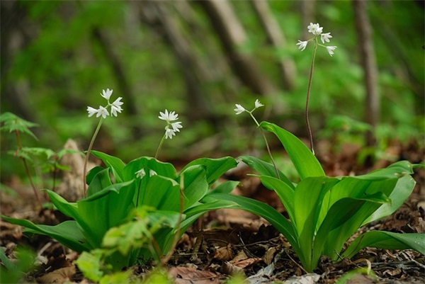 2026年鼠年小朋友生日祝福语(精选30句)