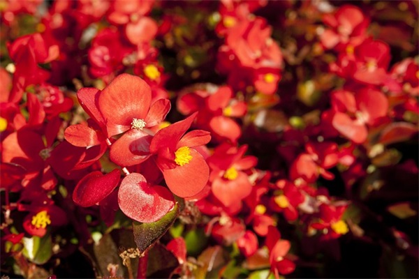 喜得千金祝福语一句话 喜得千金的短句祝福