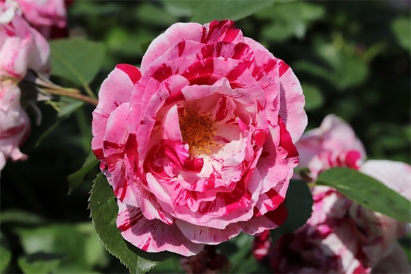 生孩子四字祝福语大全(精选38句)