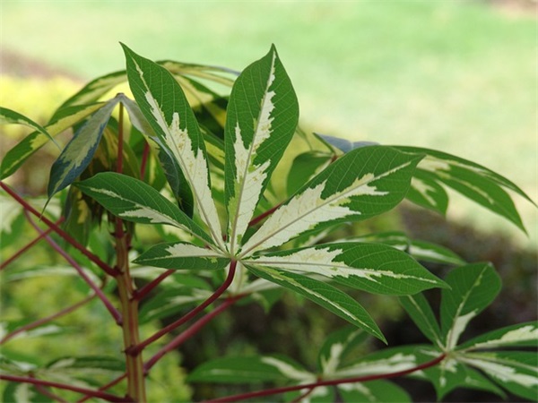 祝福全家幸福的句子(52句)