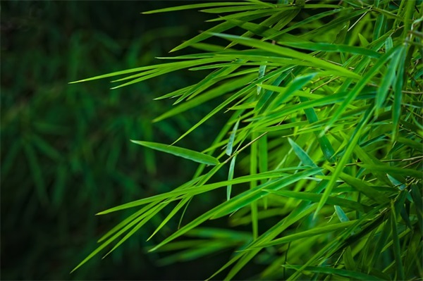 新年幽默搞笑祝福语(锦集59条)