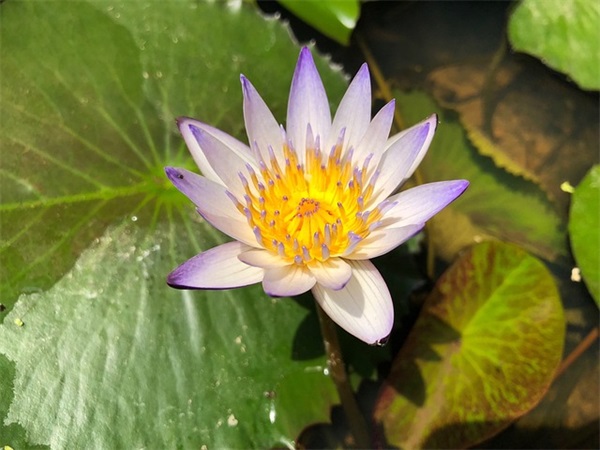 元宵节英语祝福语精选22条