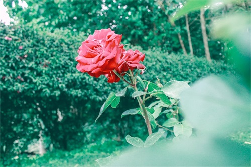 带尘的女生网名